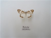 藏品(大花斑蝶燈蛾)的圖片